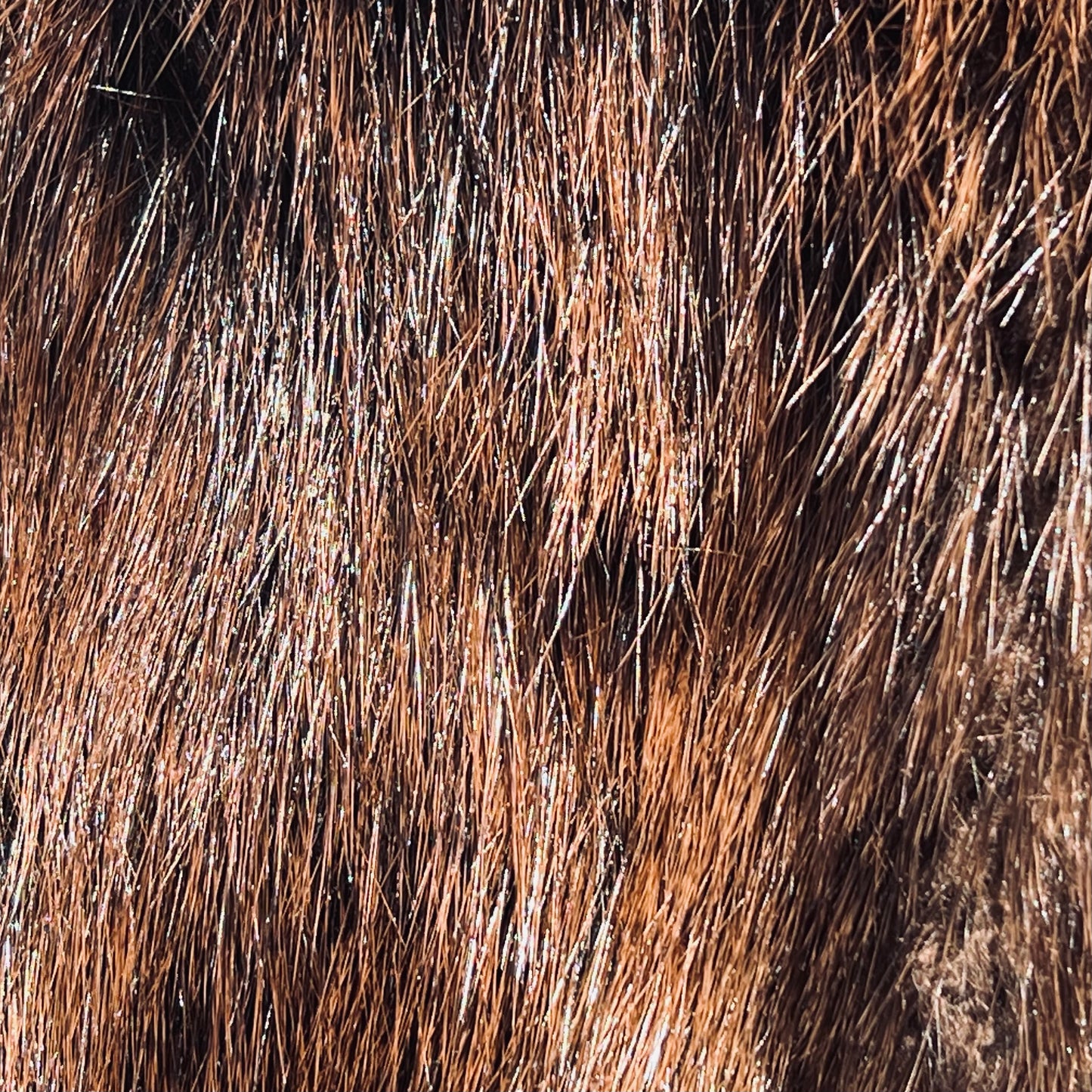 Scrap Beaver Fur